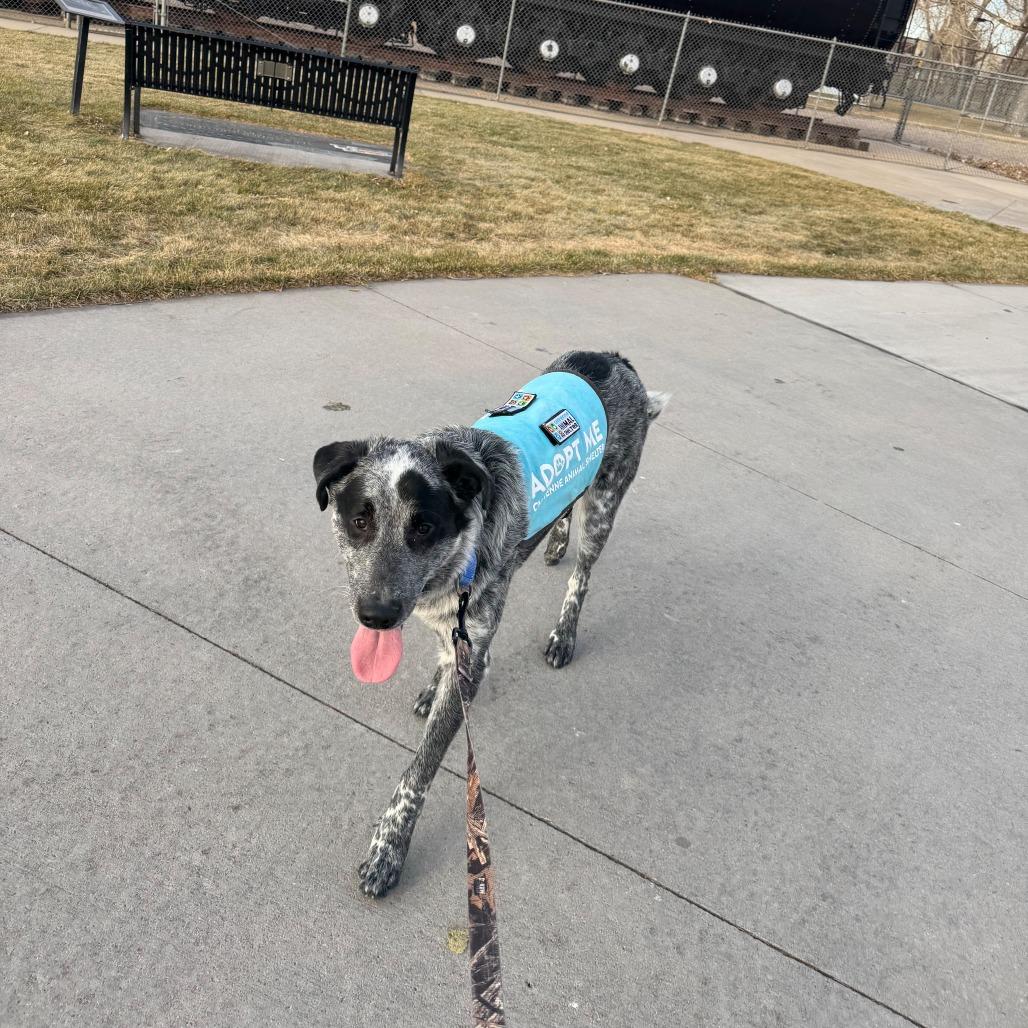 Mowgli, a Adoptable Mixed Breed in Cheyenne, WY image 4/5