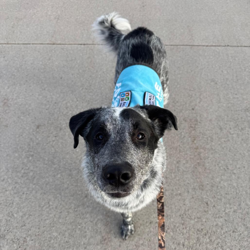 Mowgli, a Adoptable Mixed Breed in Cheyenne, WY image 5/5