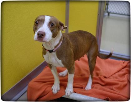 Lucy, ADOPTABLE, Senior Female Pit Bull Terrier.