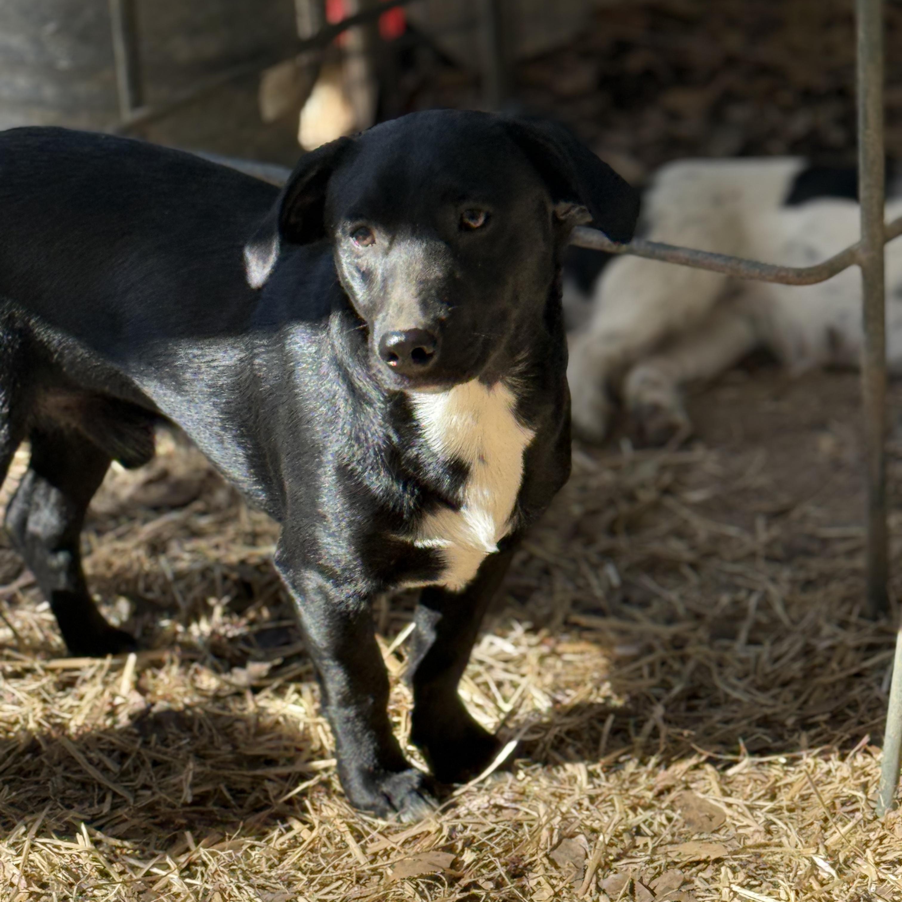 Bubba, a Adoptable mixed breed in Joppa, AL image 2/4