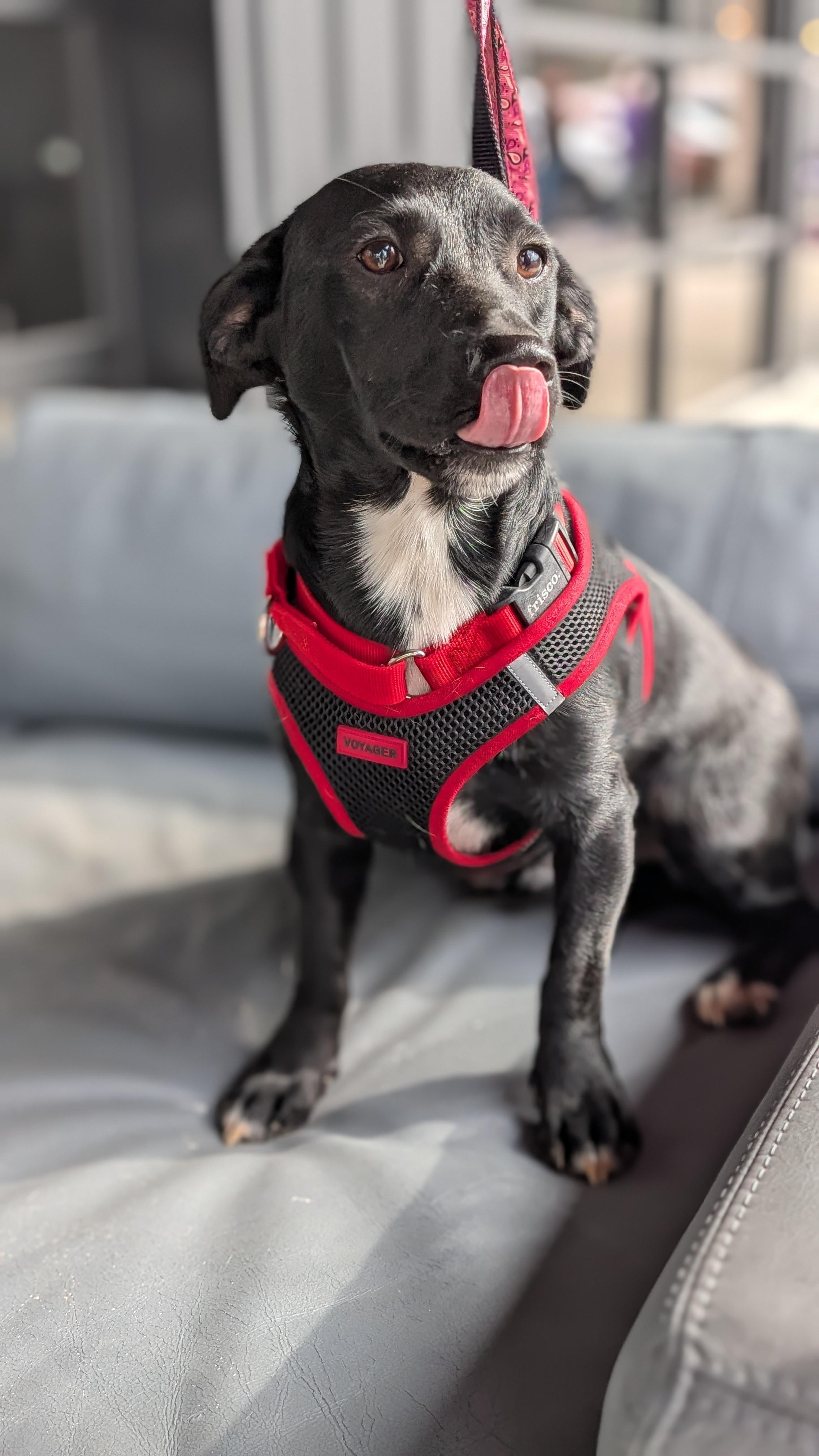 Bubba, an adoptable mixed breed in Joppa, AL image 2/6