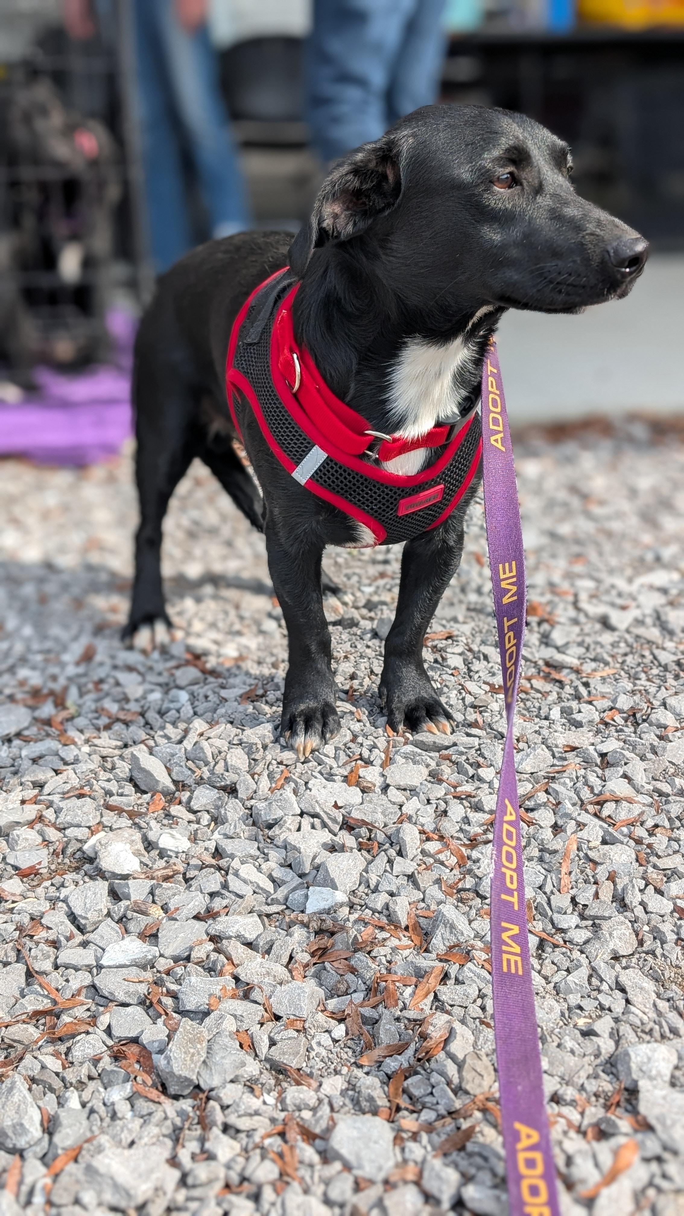Bubba, an adoptable mixed breed in Joppa, AL image 5/6
