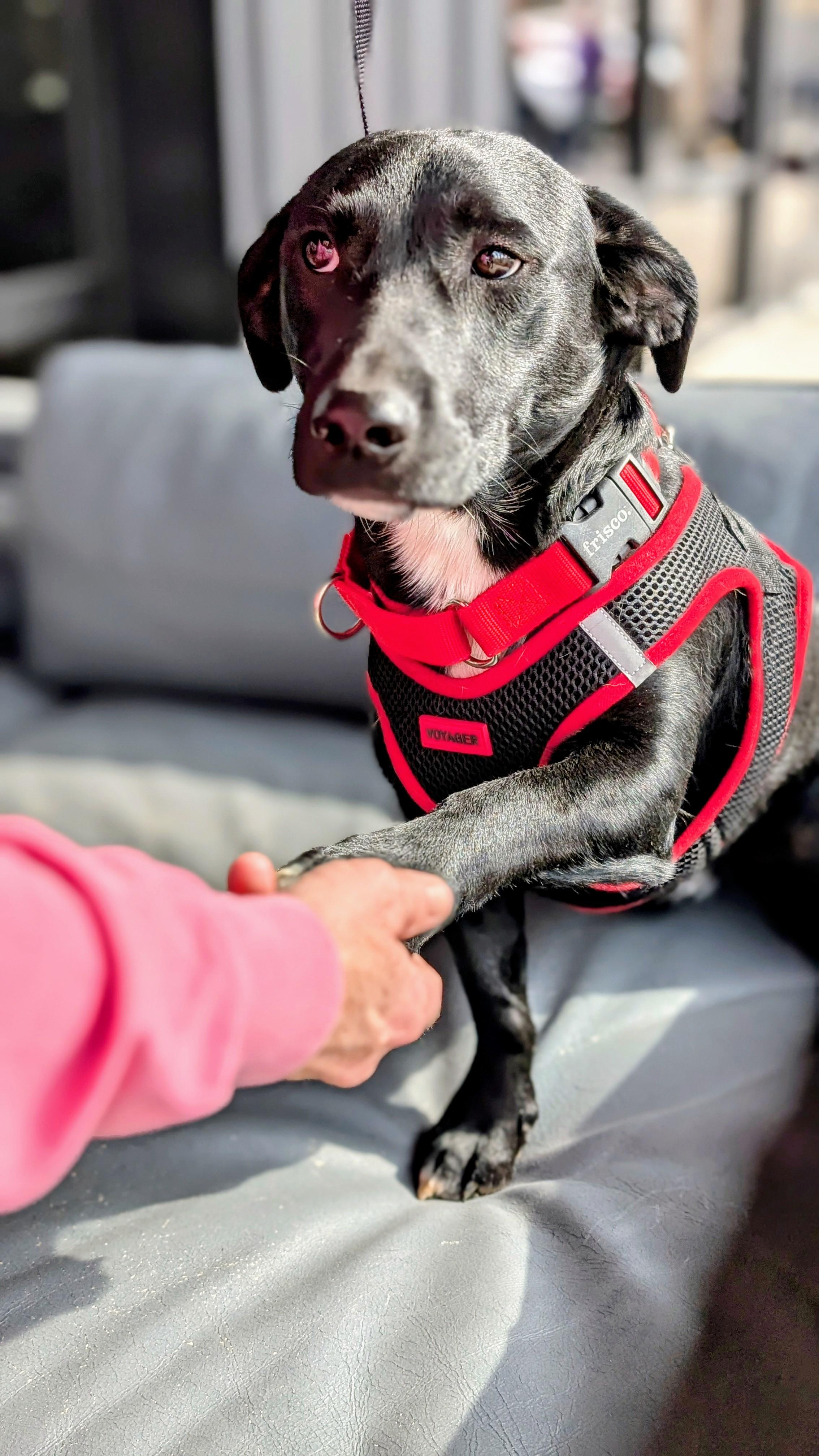Bubba, an adoptable mixed breed in Joppa, AL image 6/6