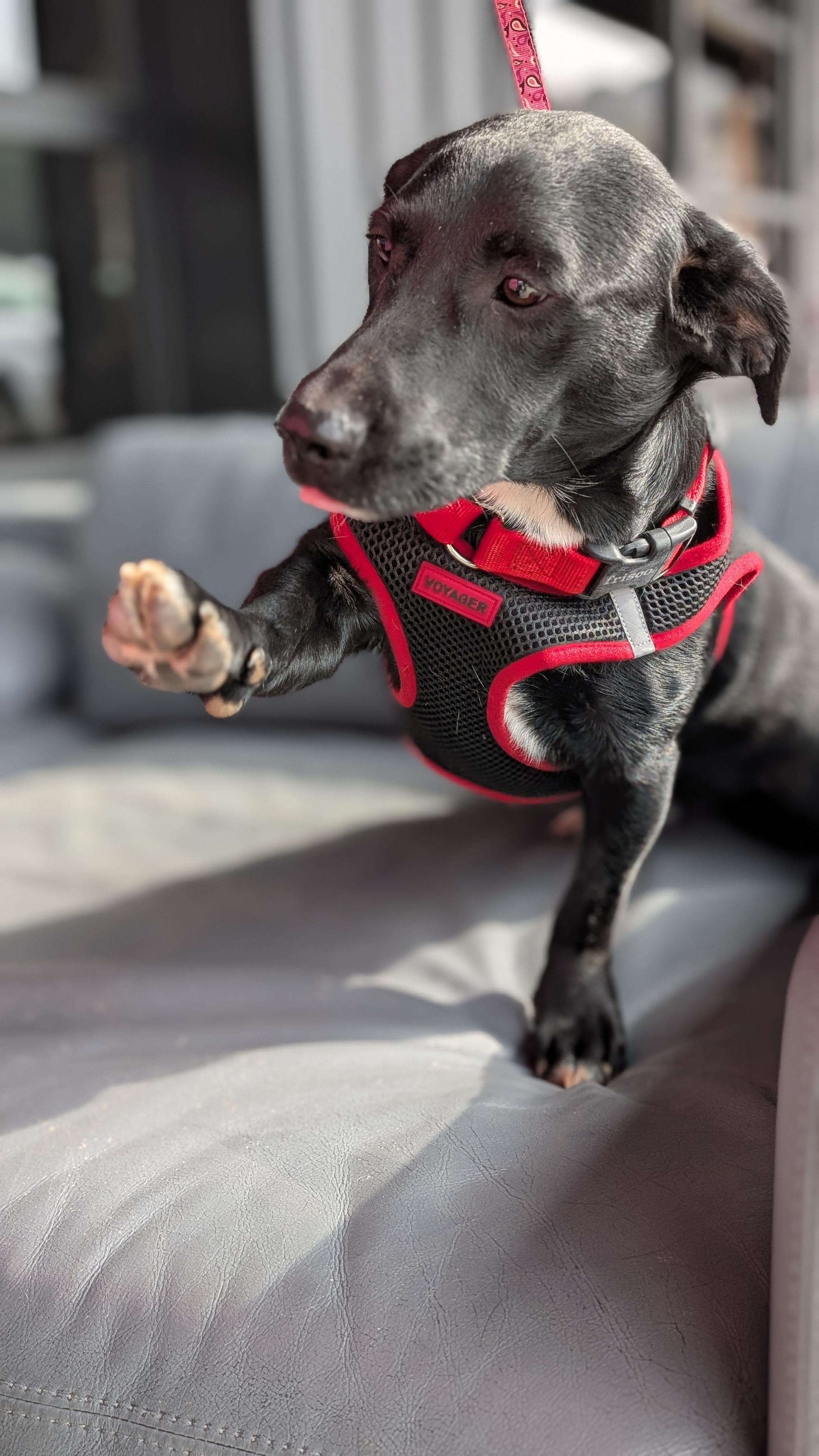 Bubba, an adoptable mixed breed in Joppa, AL image 3/6