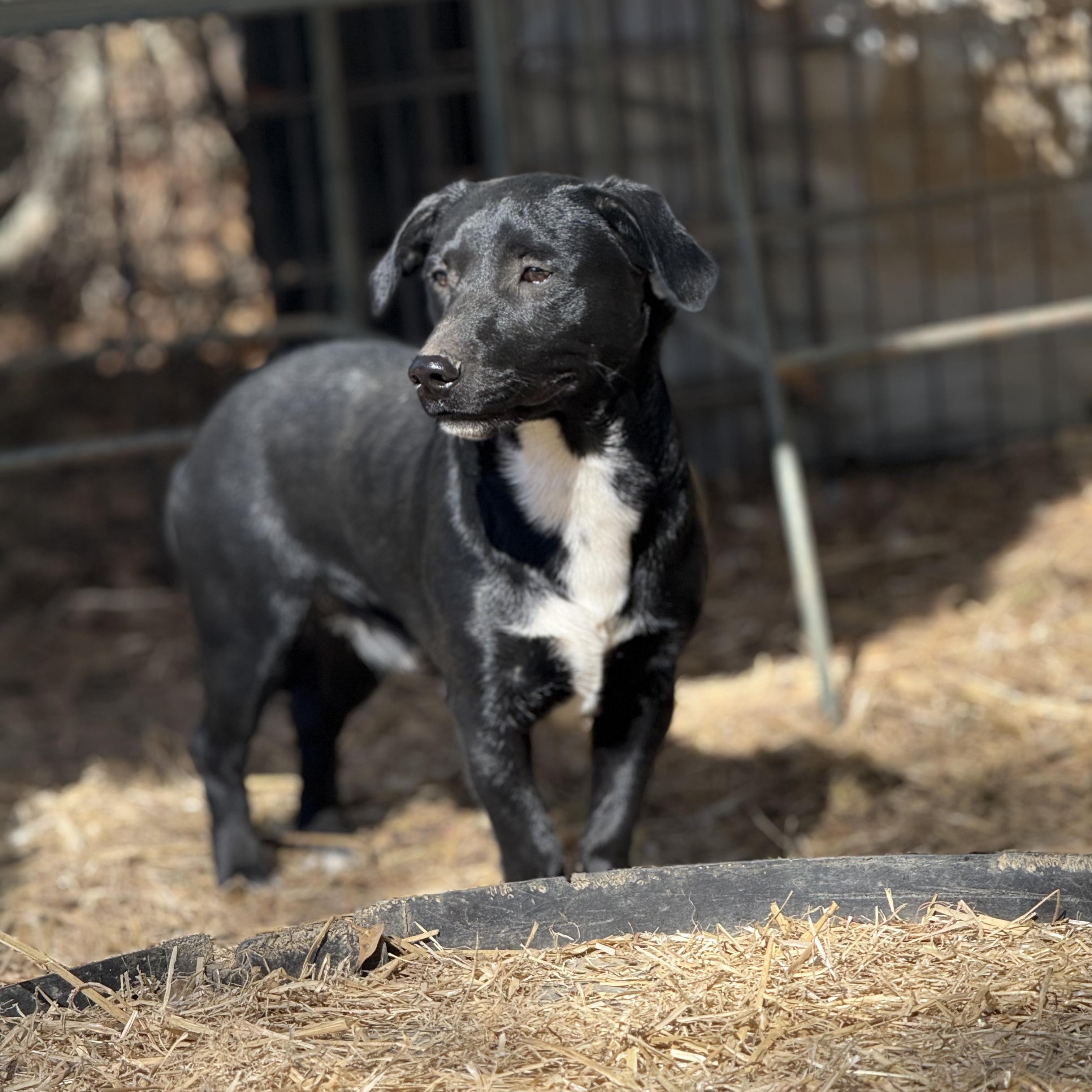 Bubba, a Adoptable mixed breed in Joppa, AL image 3/4