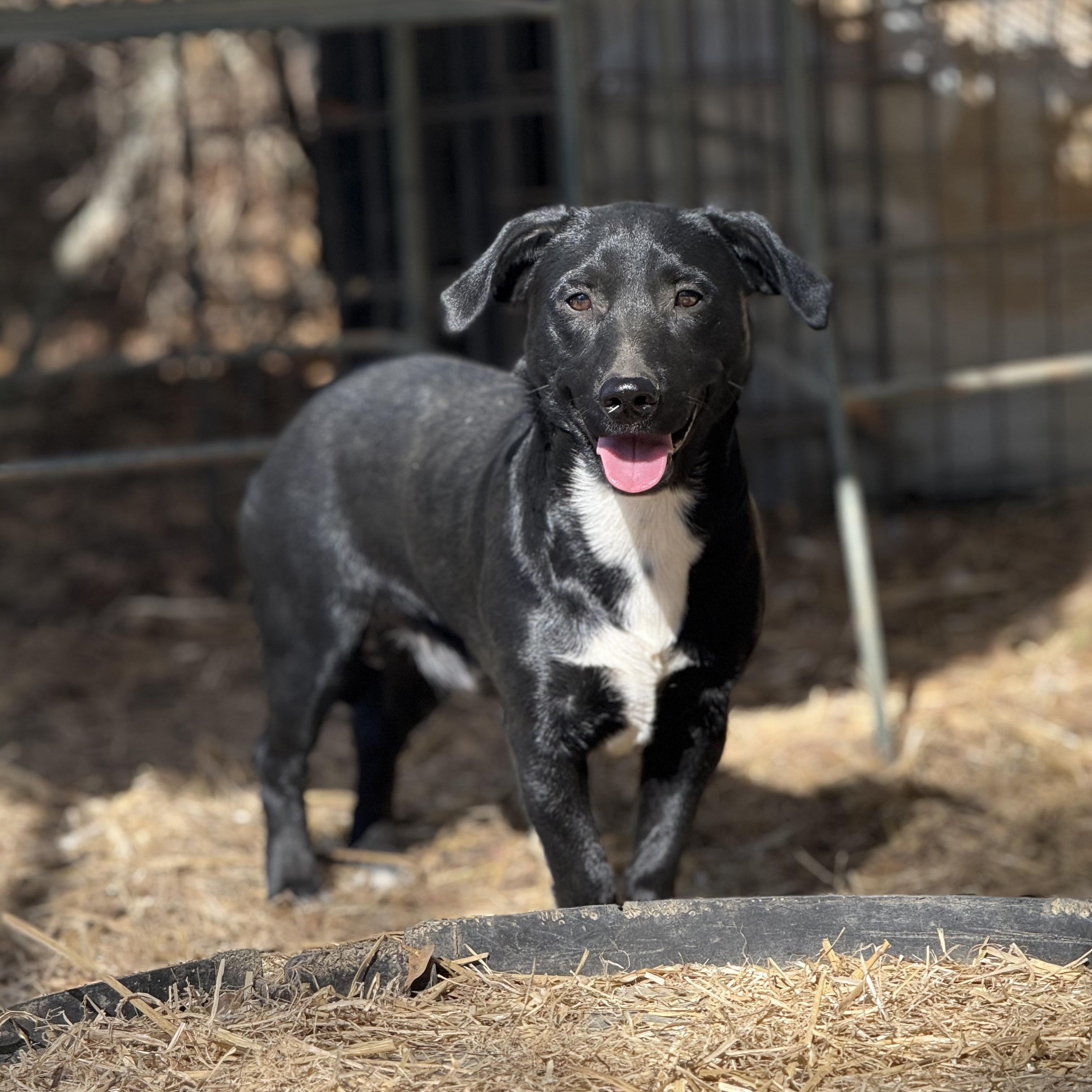 Bubba, Adoptable, Young Male Dachshund.