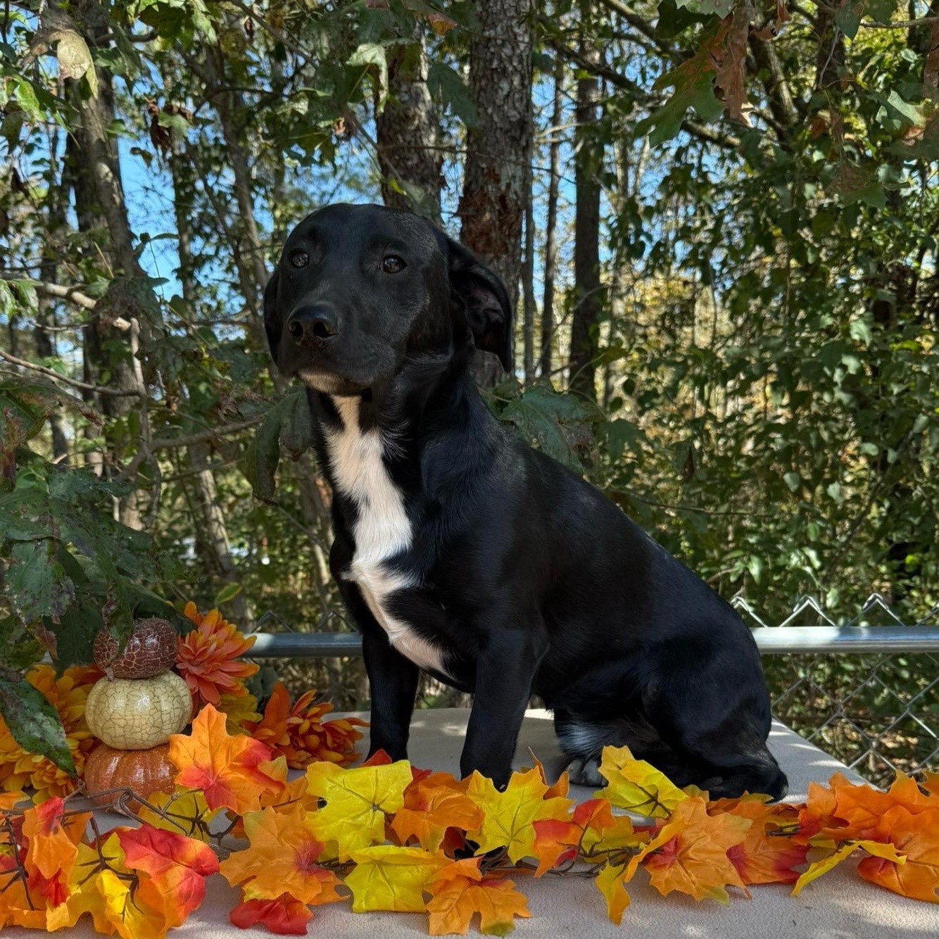 Bubba, a Adoptable mixed breed in Joppa, AL image 4/4