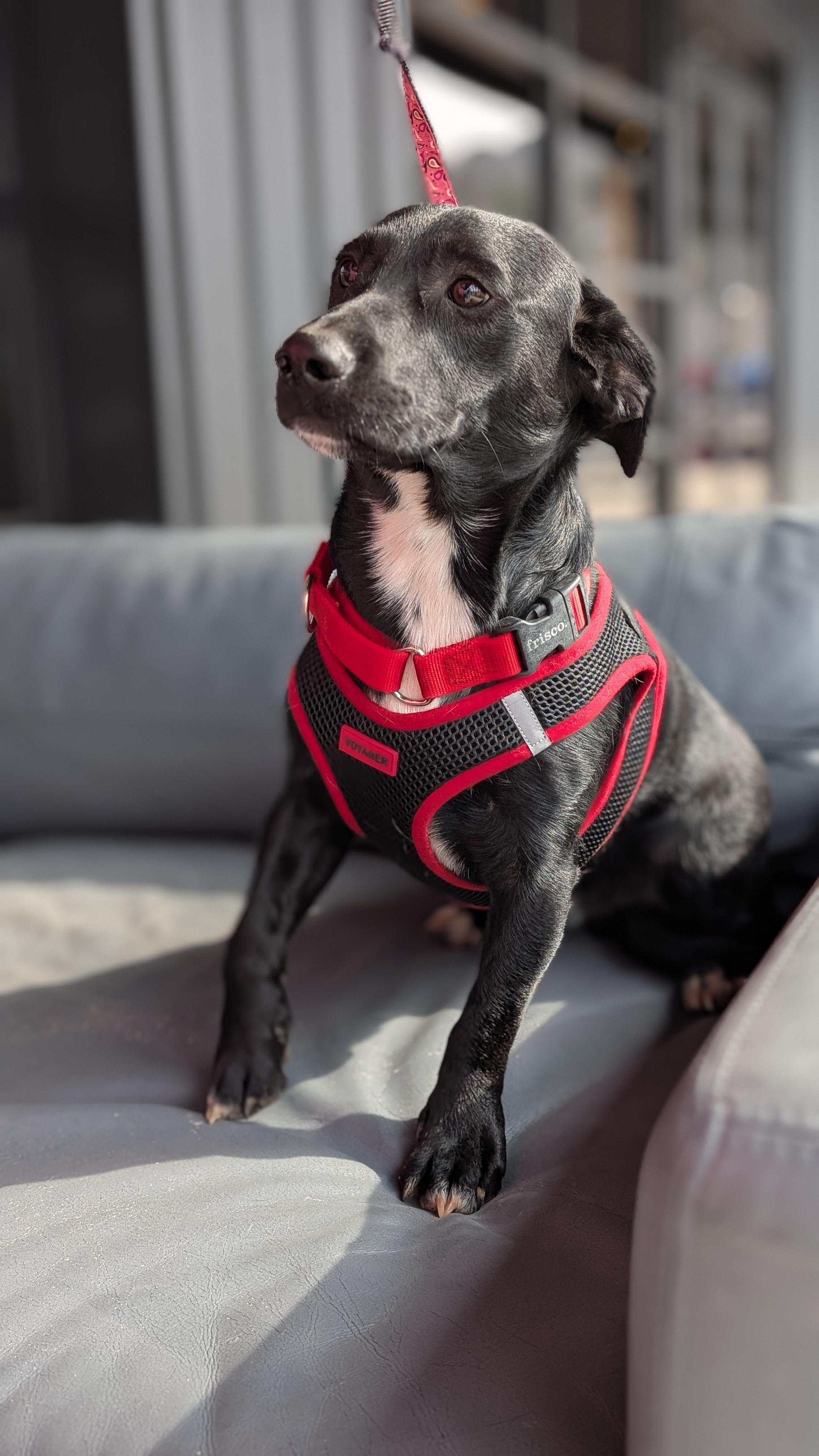 Bubba, an adoptable mixed breed in Joppa, AL image 4/6