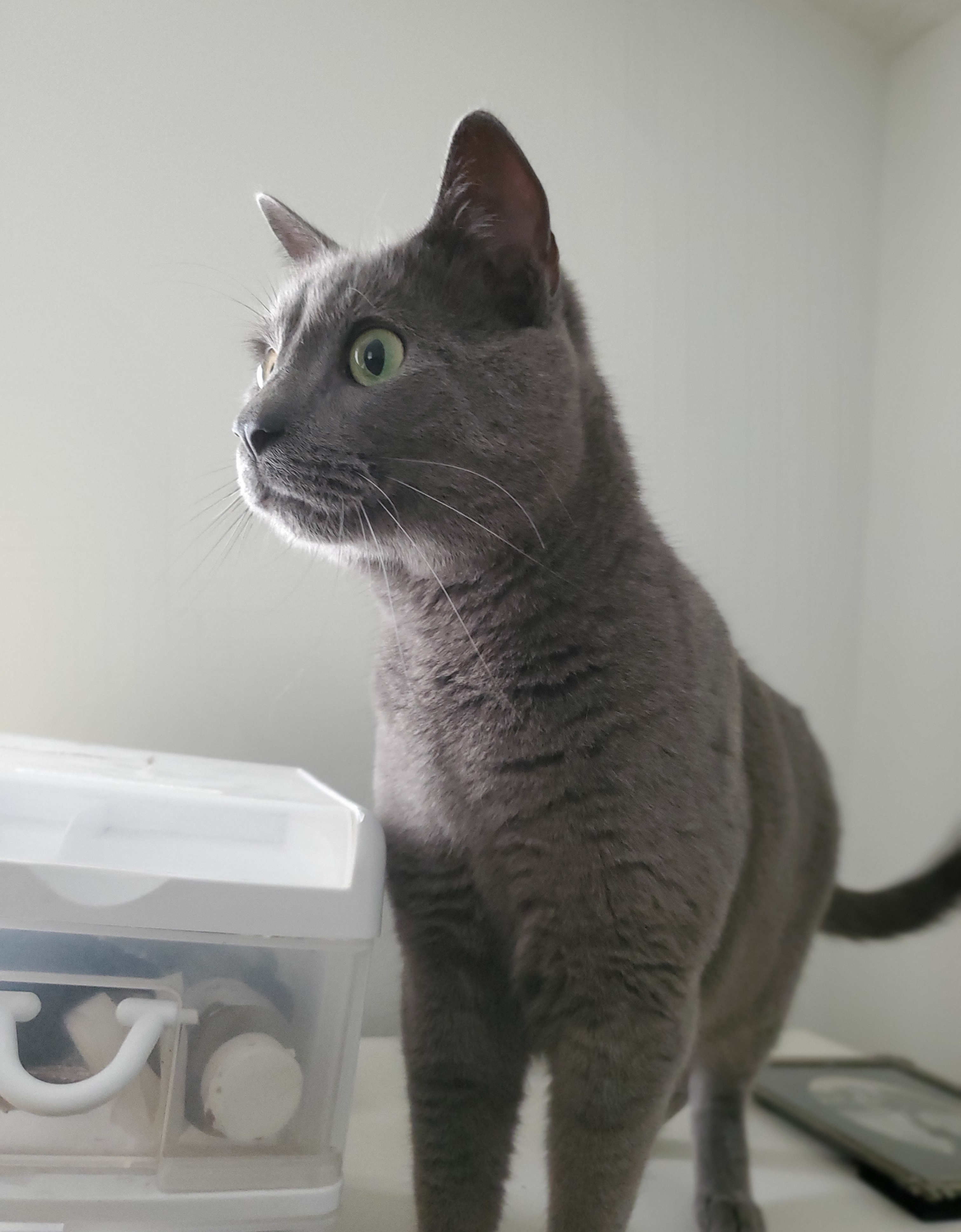 Smokey, a Adopted mixed breed in Tabor City, NC image 1/10