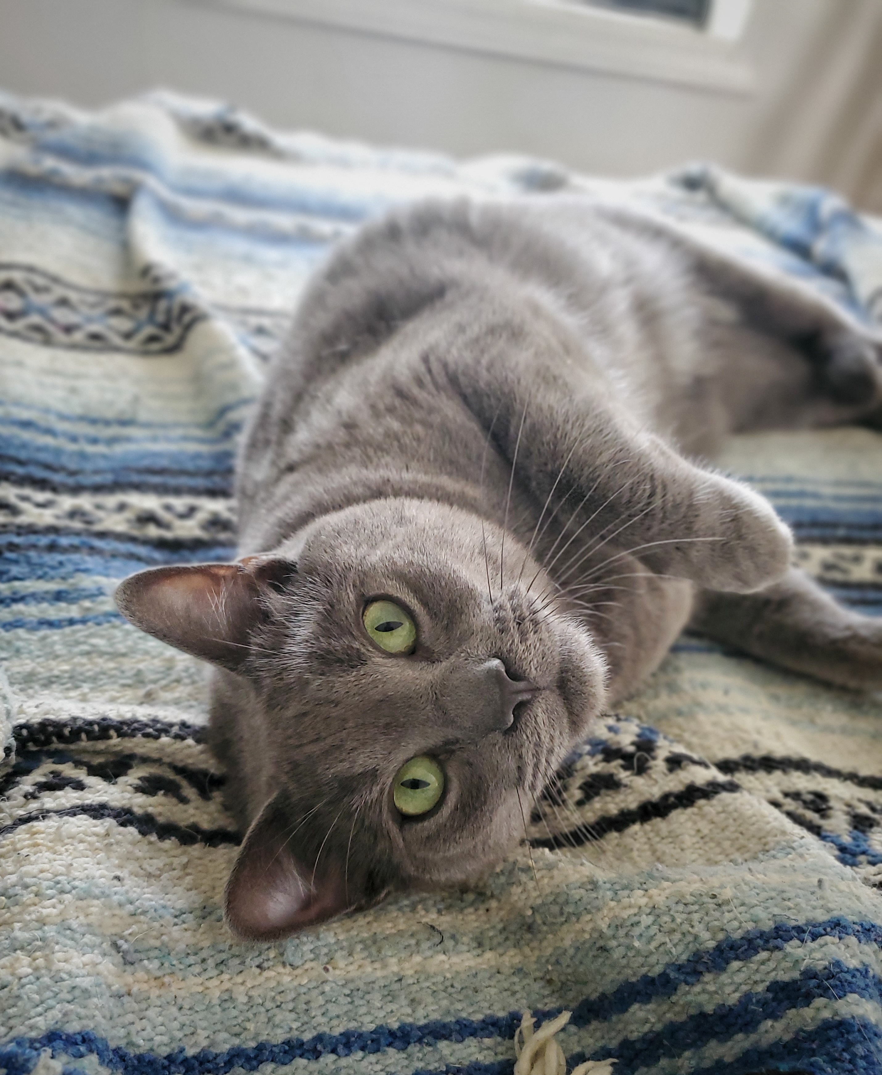 Smokey, a Adopted mixed breed in Tabor City, NC image 2/10