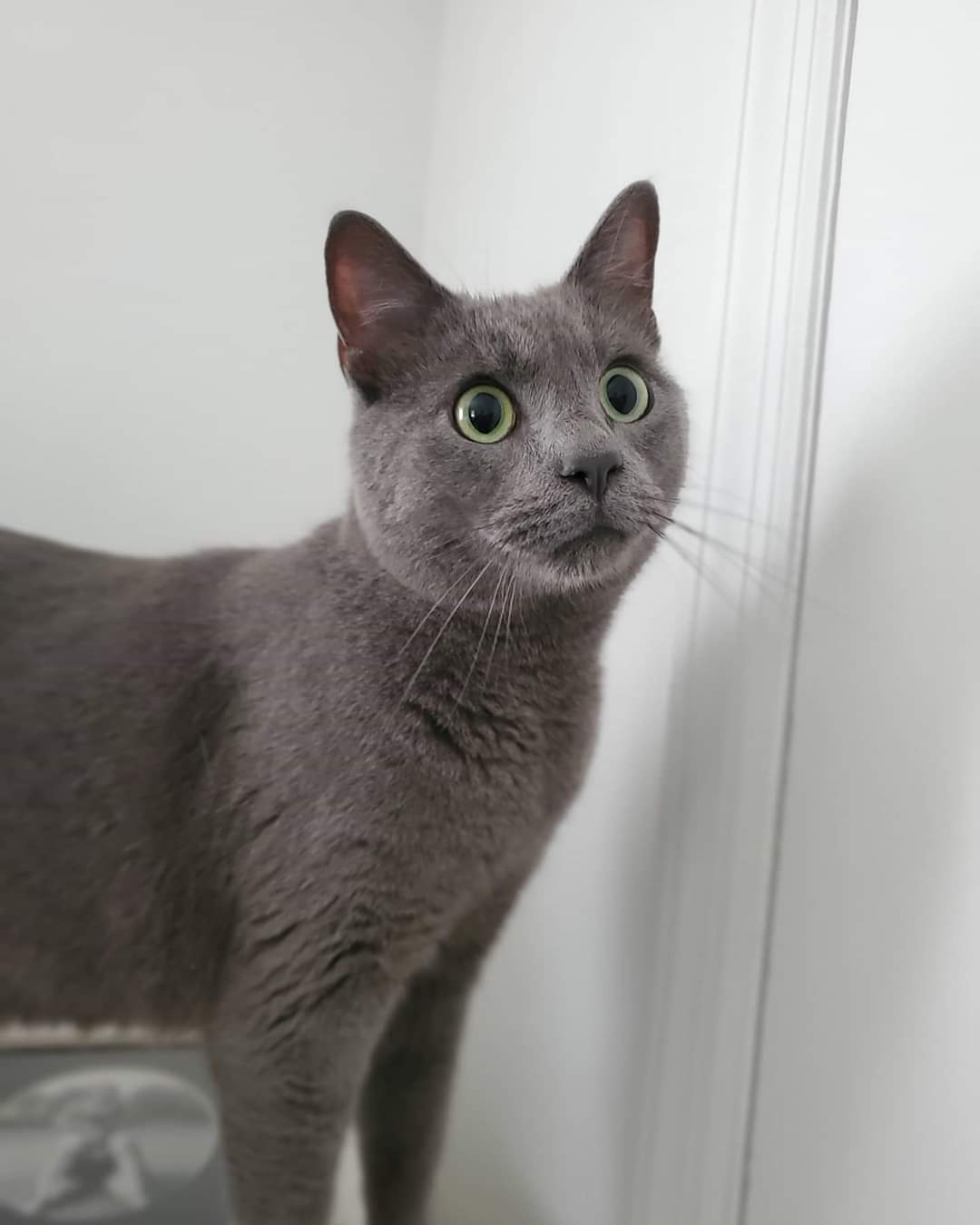 Smokey, a Adopted mixed breed in Tabor City, NC image 3/10