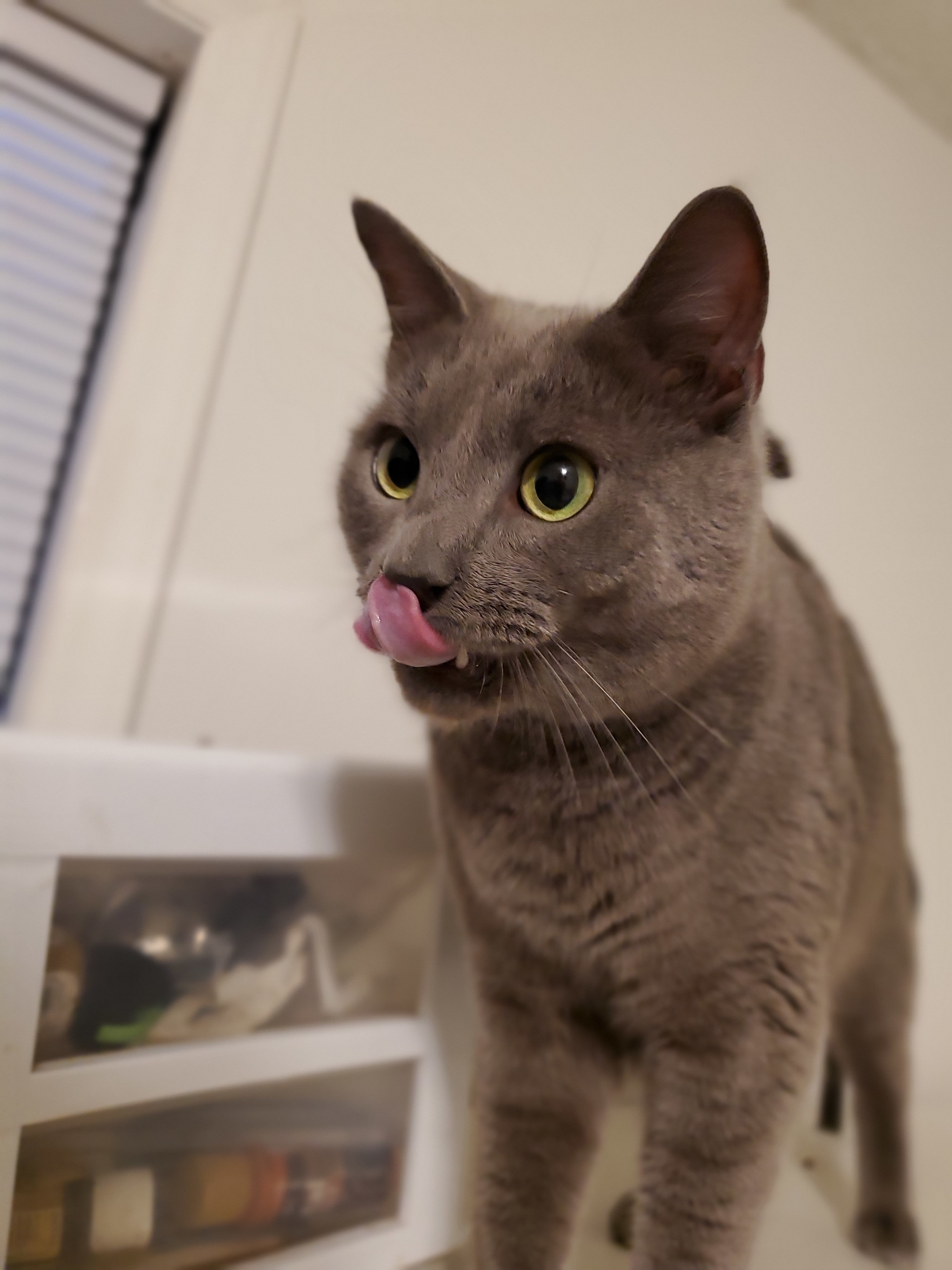 Smokey, a Adopted mixed breed in Tabor City, NC image 4/10