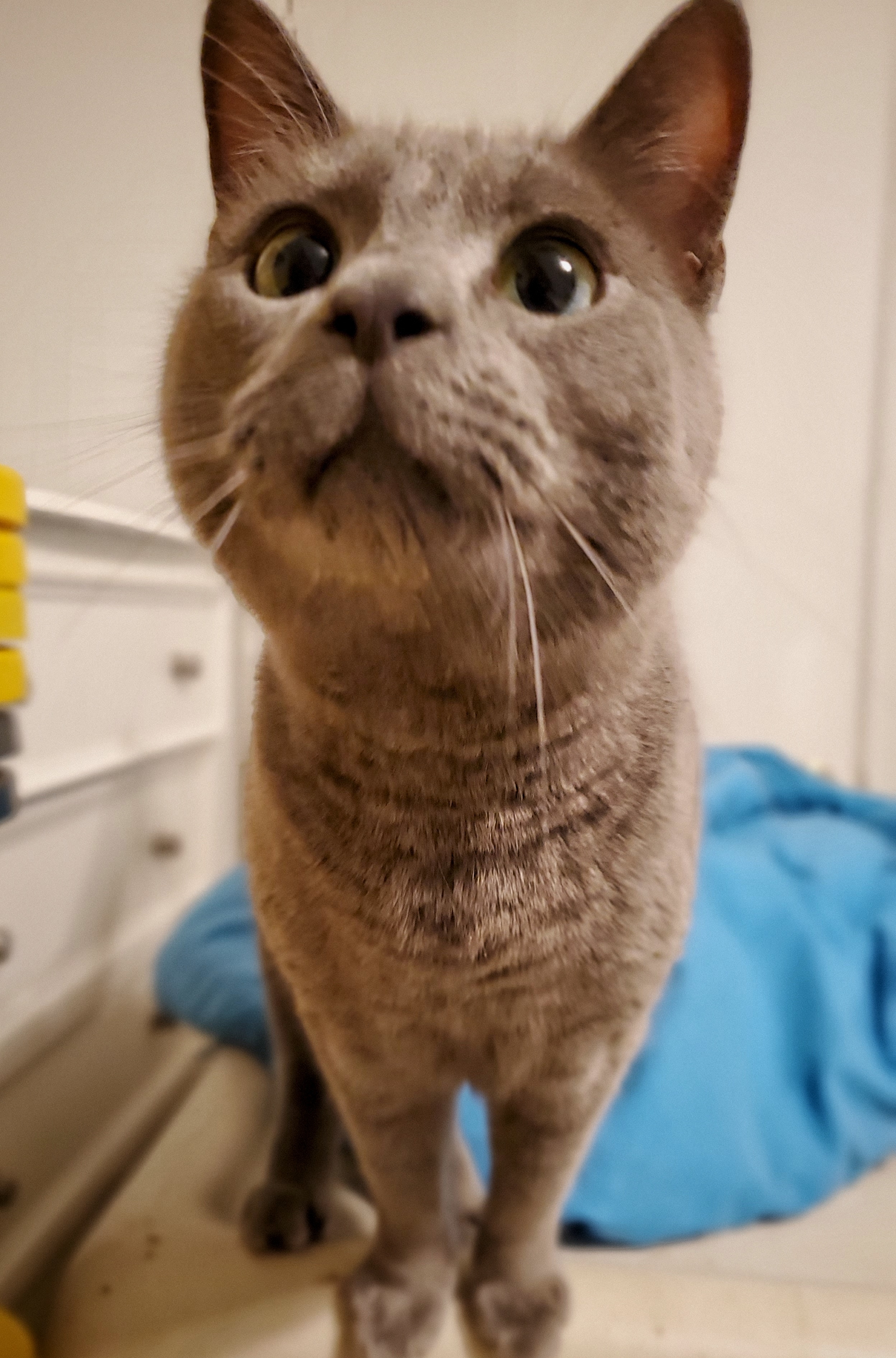 Smokey, a Adopted mixed breed in Tabor City, NC image 5/10