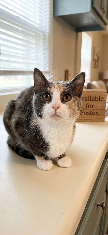 Enlarge Kitty Purry, a Adoptable Domestic Short Hair in Pulaski, TN image 1/1