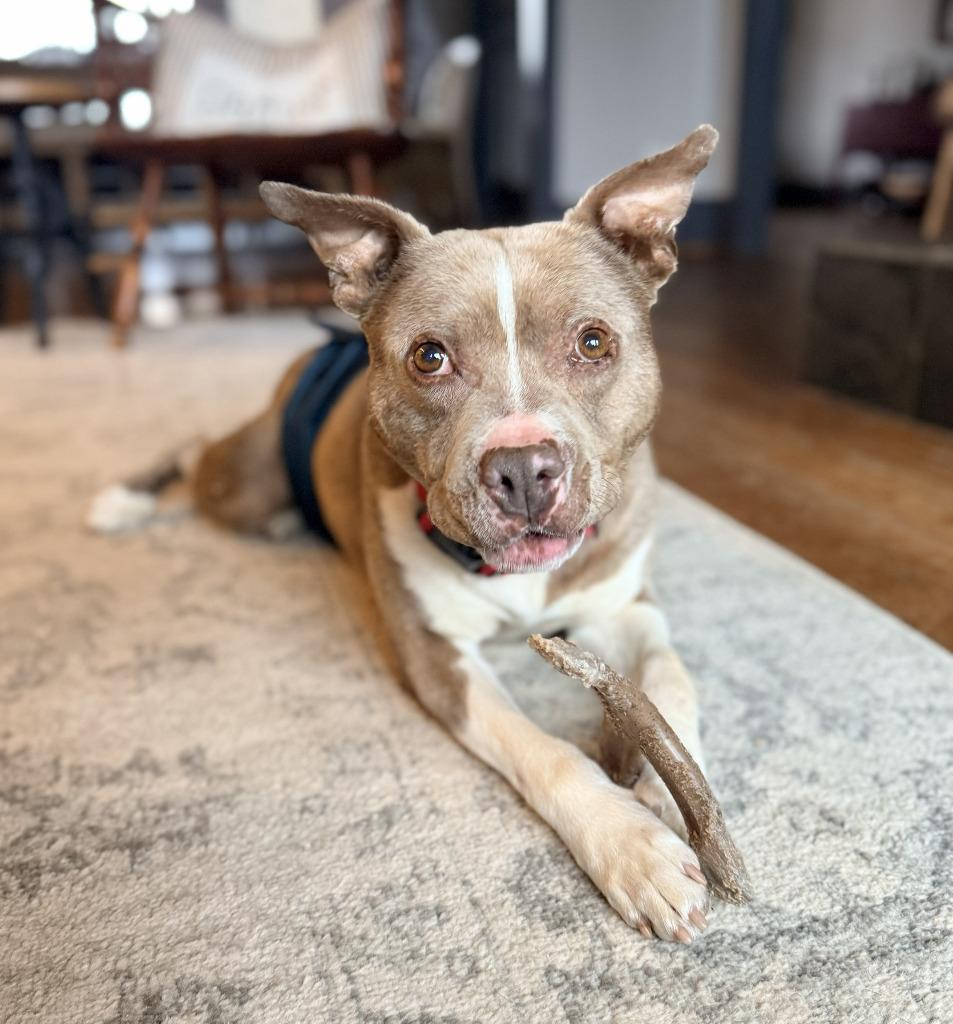 Enlarge Manny (formerly Little Man), a Adoptable mixed breed in Ellijay, GA image 1/1