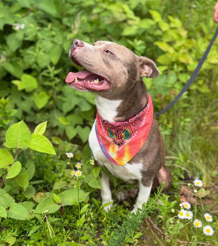 Enlarge Manny, a Adoptable mixed breed in Ellijay, GA image 1/1