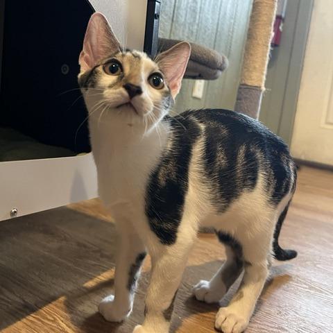 Ian, Adoptable, Kitten Male Domestic Short Hair.