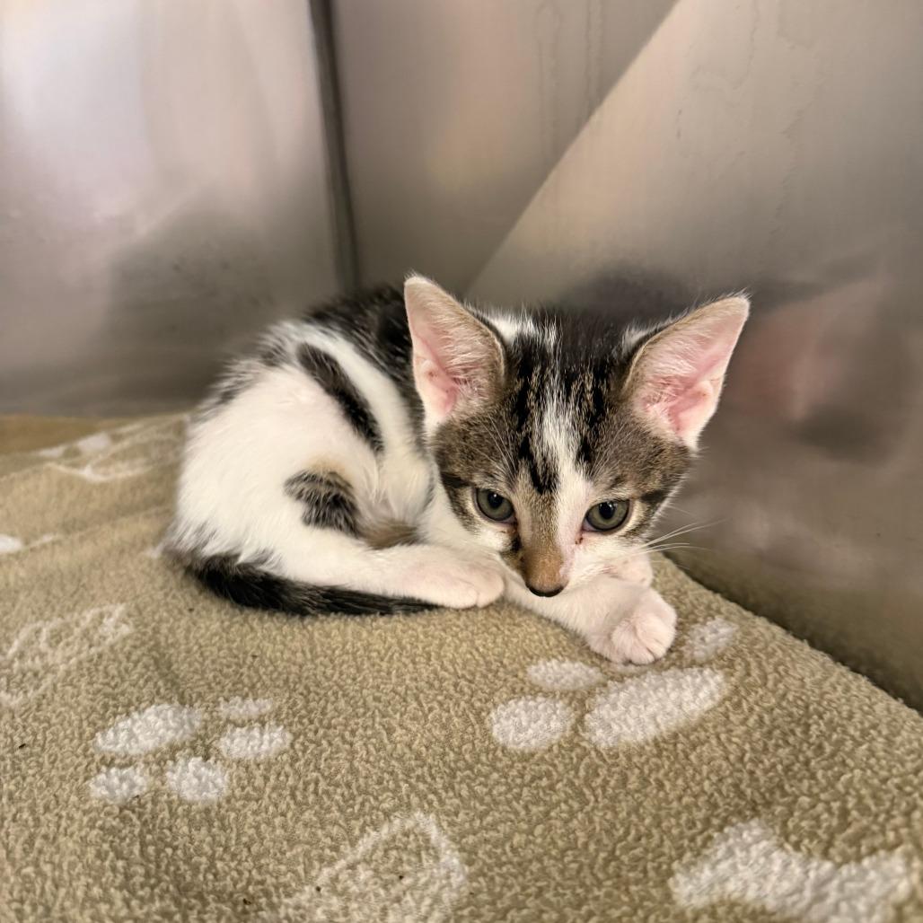 Enlarge Ian, a Adoptable Domestic Short Hair in Lake Panasoffkee, FL image 2/3