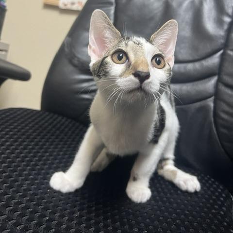 Enlarge Ian, a Adoptable Domestic Short Hair in Lake Panasoffkee, FL image 3/3