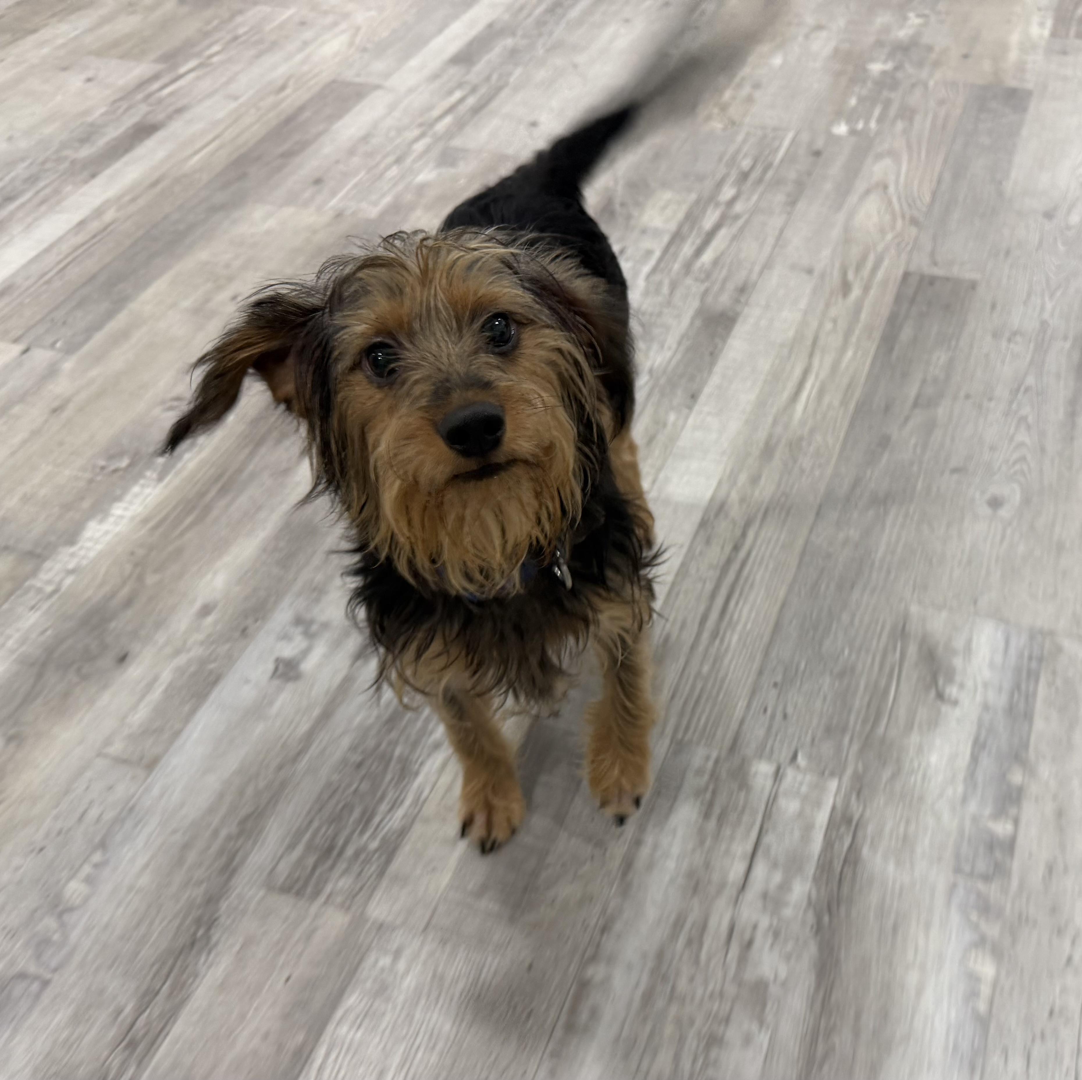 Enlarge LS - Little Sampson, a Adoptable mixed breed in Randolph, NJ image 1/6