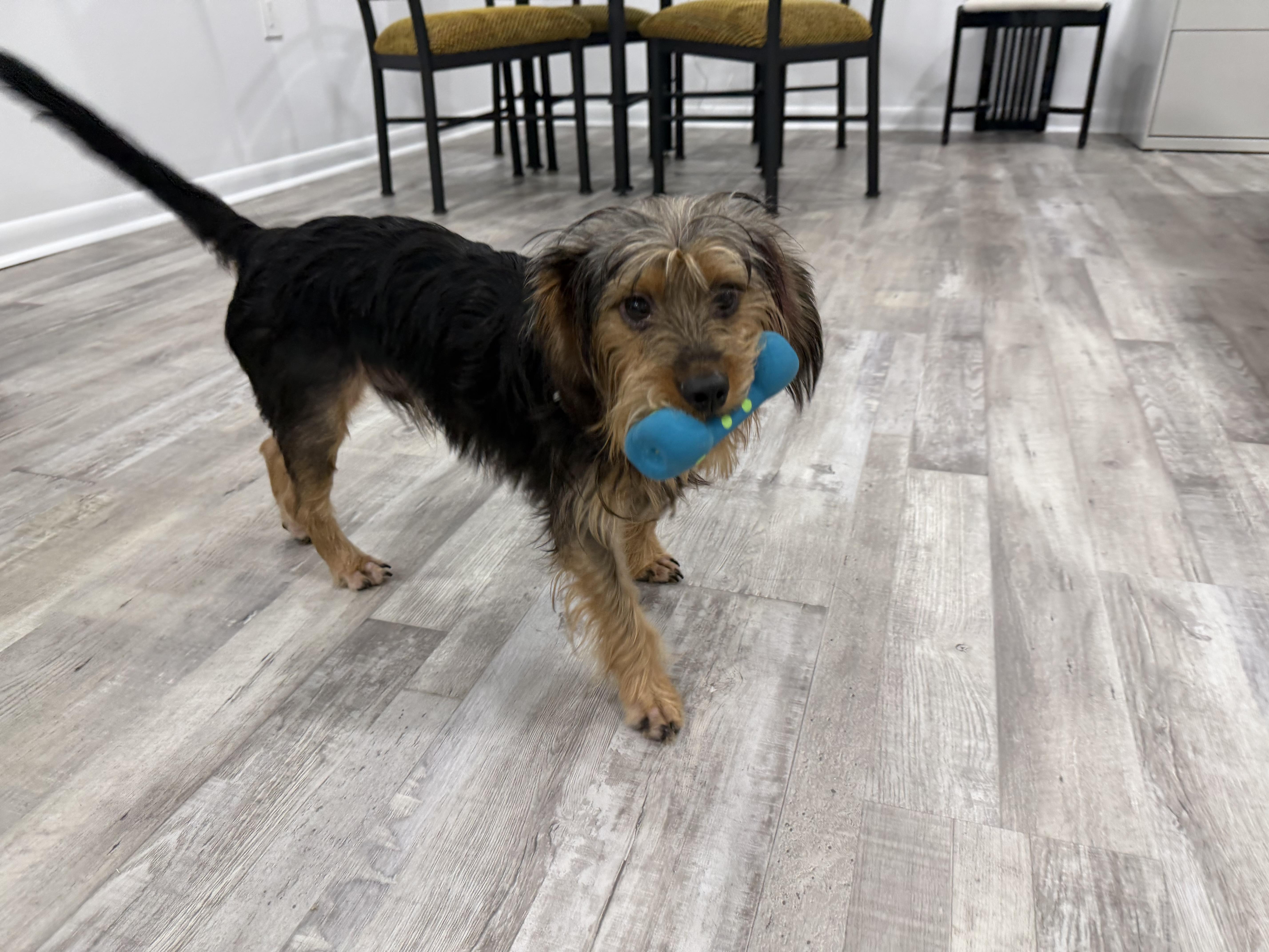 Enlarge LS - Little Sampson, a Adoptable mixed breed in Randolph, NJ image 5/6