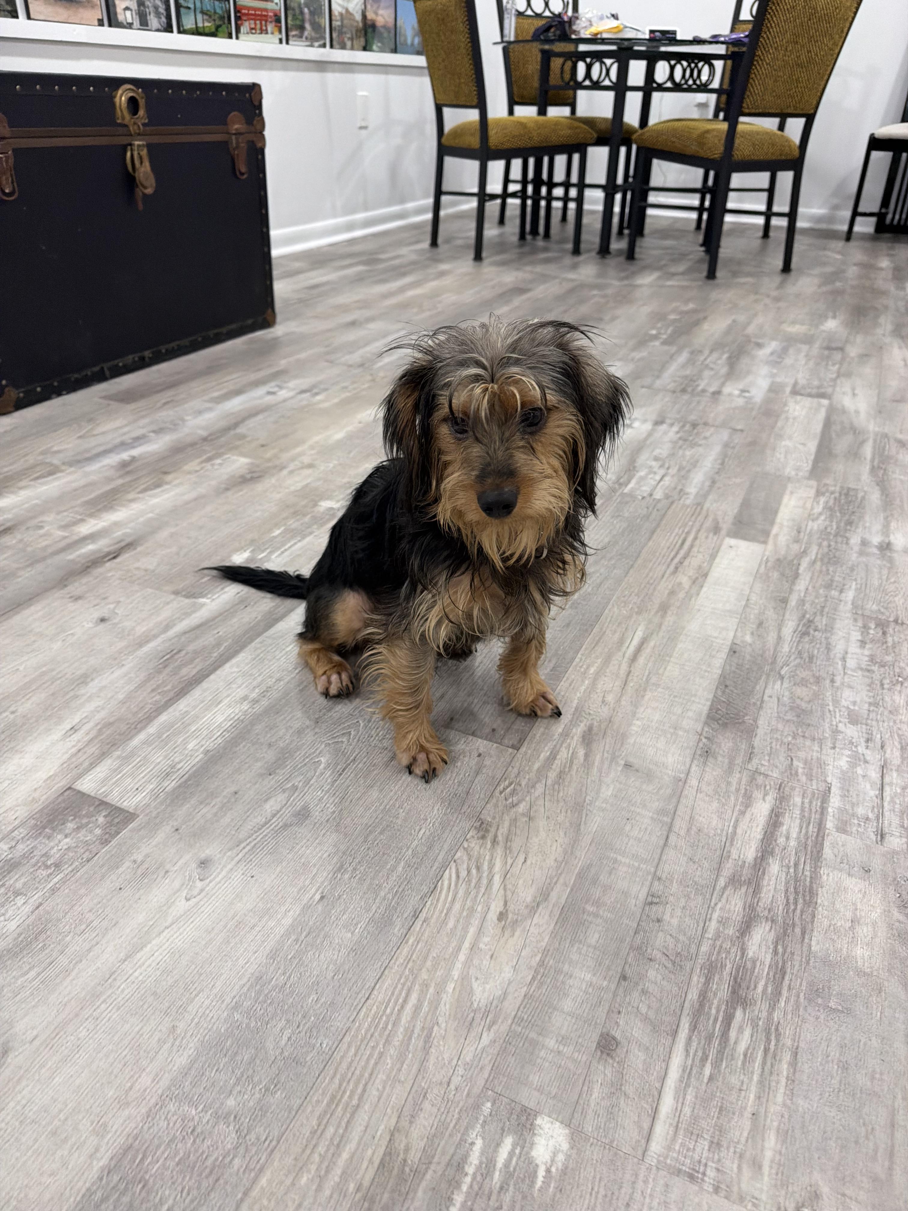 Enlarge LS - Little Sampson, a Adoptable mixed breed in Randolph, NJ image 2/6