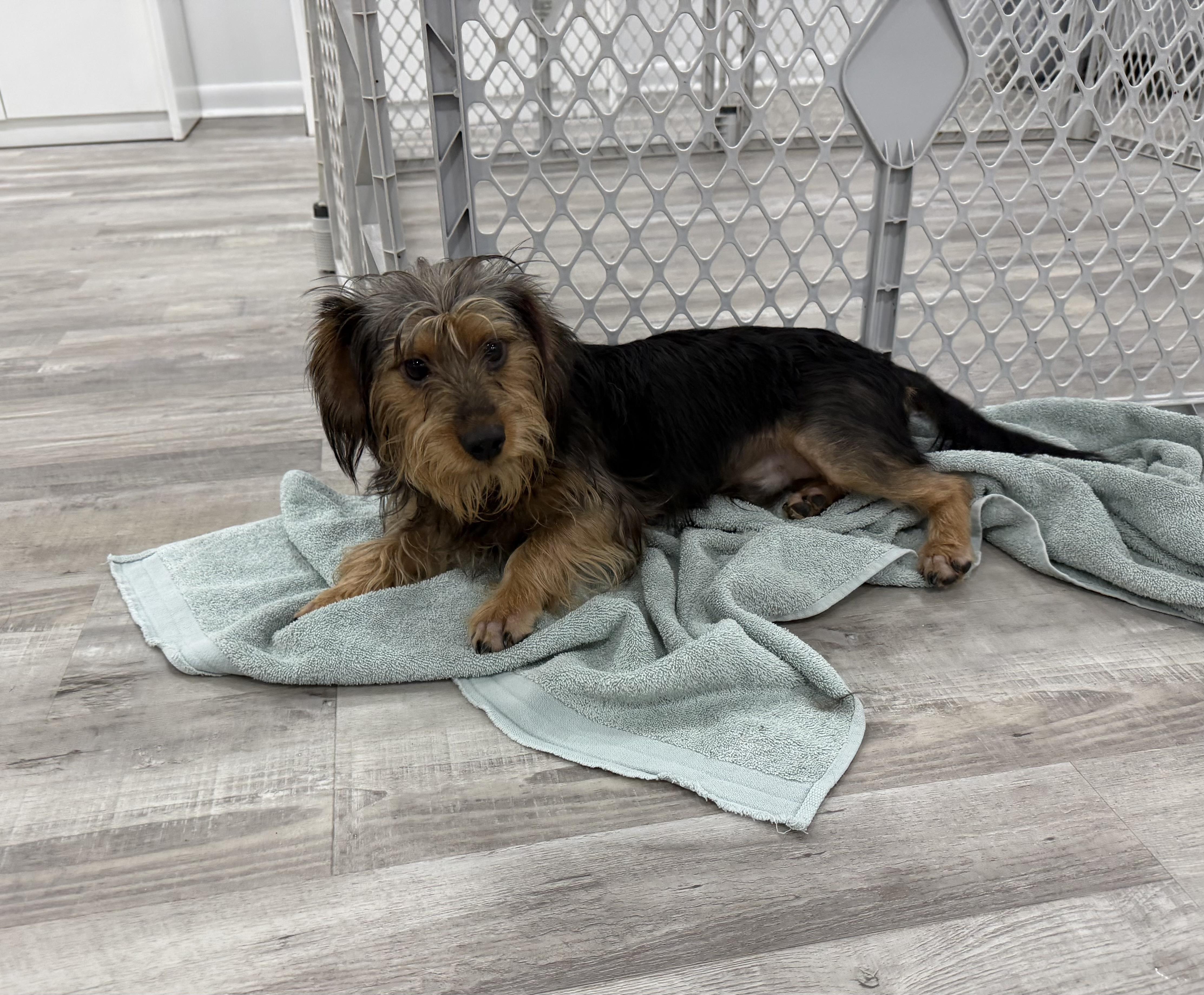 Enlarge LS - Little Sampson, a Adoptable mixed breed in Randolph, NJ image 4/6