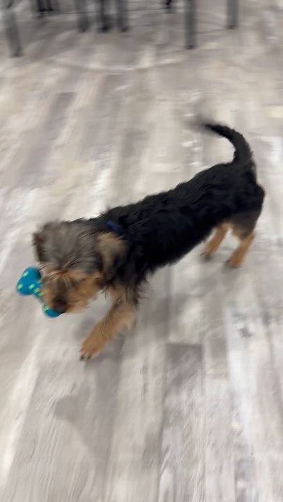 Enlarge LS - Little Sampson, a Adoptable mixed breed in Randolph, NJ video 6/6