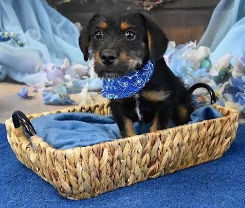 Roo, Adoptable, Puppy Male Shepherd.