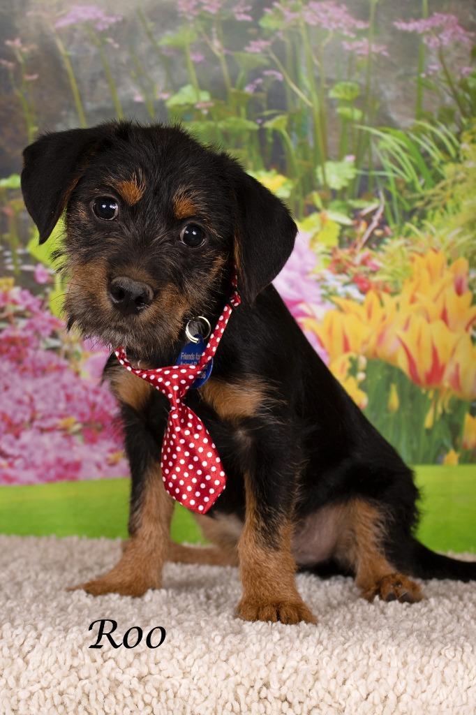 Enlarge Roo, a Adoptable mixed breed in Gilbert, AZ image 3/3