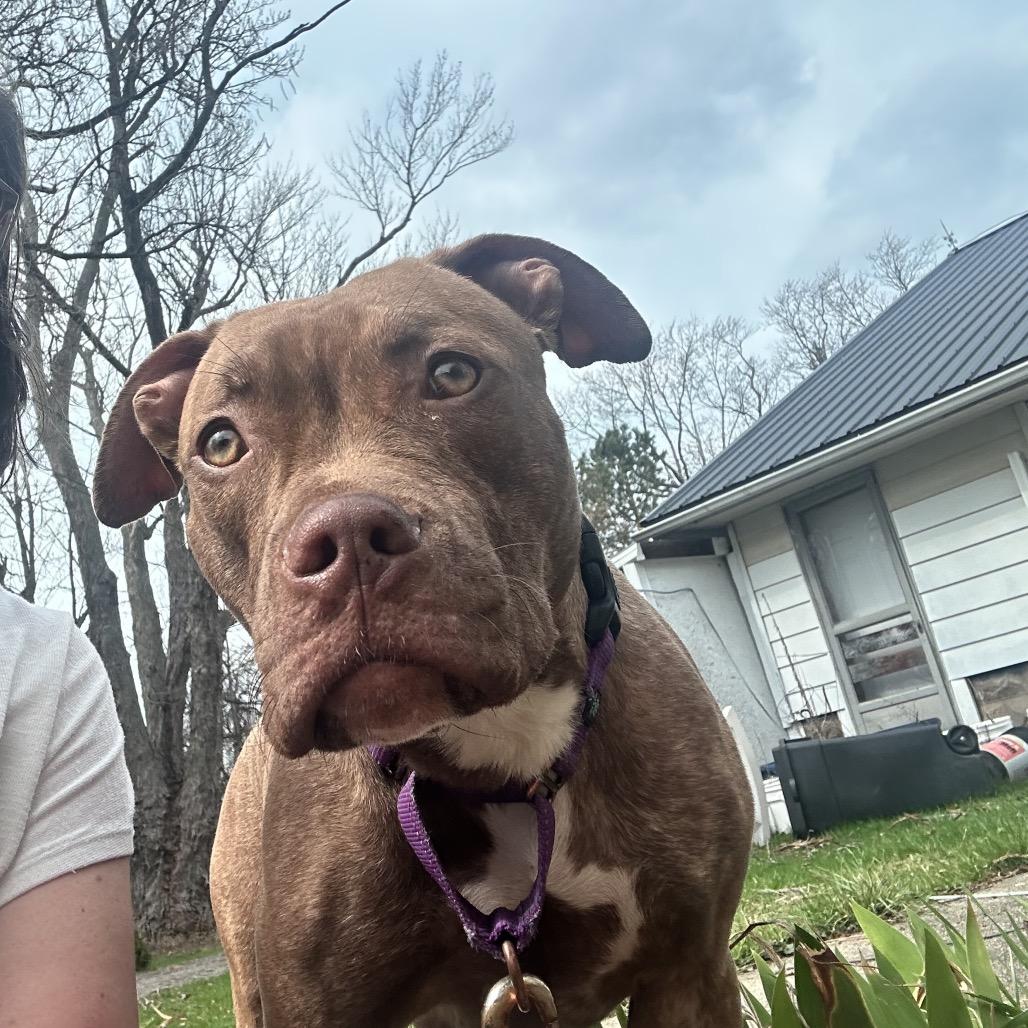 Goldie, Adoptable, Young Female Pit Bull Terrier & Mixed Breed.