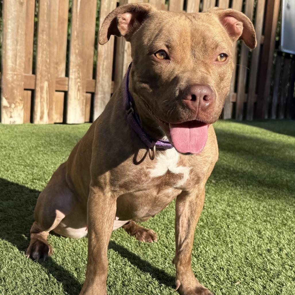 Goldie, a Adoptable mixed breed in Avon, OH image 2/5