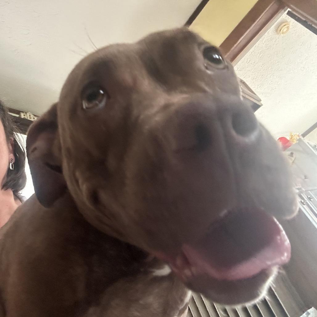 Goldie, Adoptable, Young Female Pit Bull Terrier & Mixed Breed.