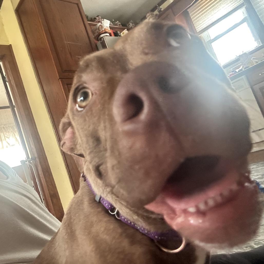 Goldie, a Adoptable mixed breed in Avon, OH image 2/6