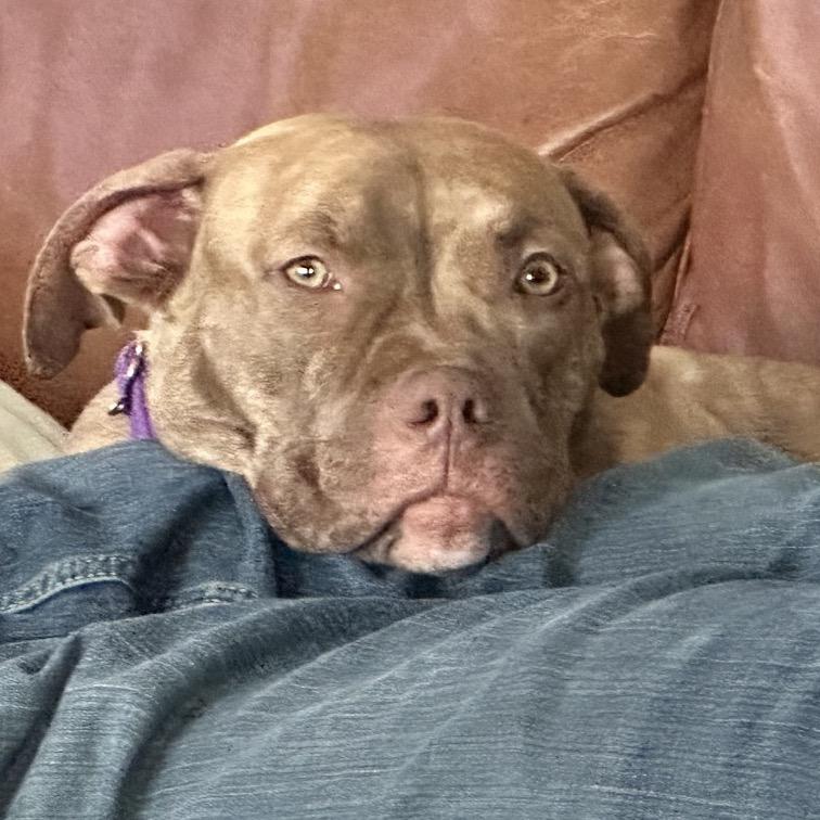 Goldie, a Adoptable mixed breed in Avon, OH image 3/6