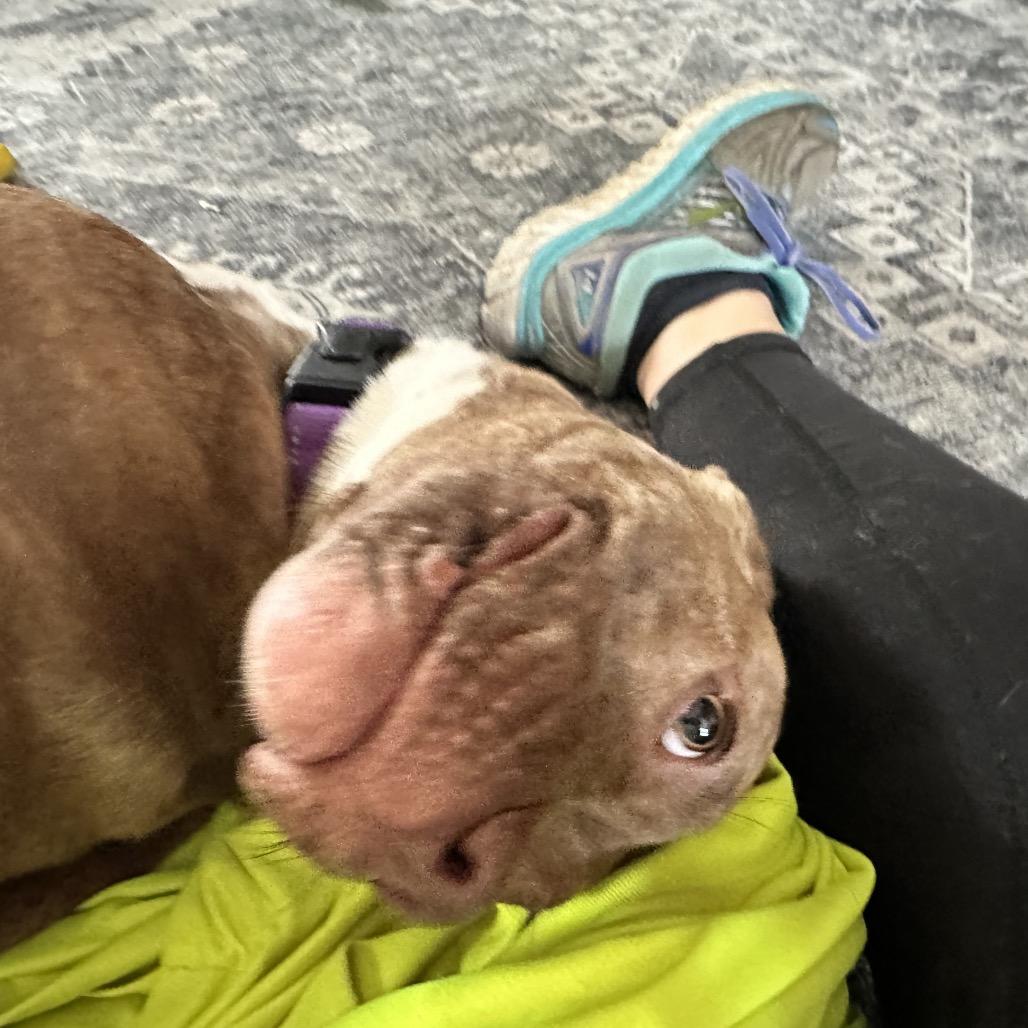 Goldie, a Adoptable mixed breed in Avon, OH image 4/6