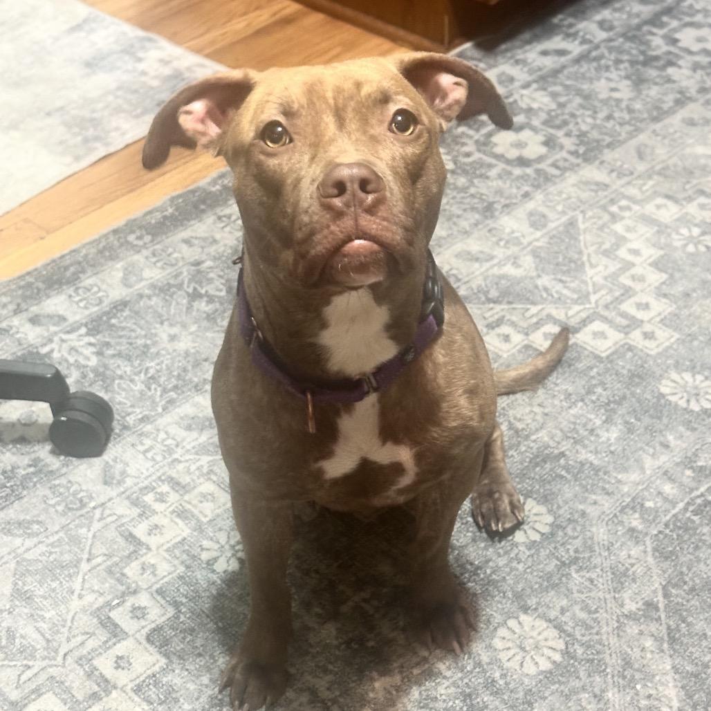 Goldie, a Adoptable mixed breed in Avon, OH image 5/6