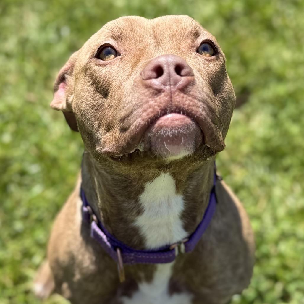 Goldie, a Adoptable mixed breed in Avon, OH image 5/5