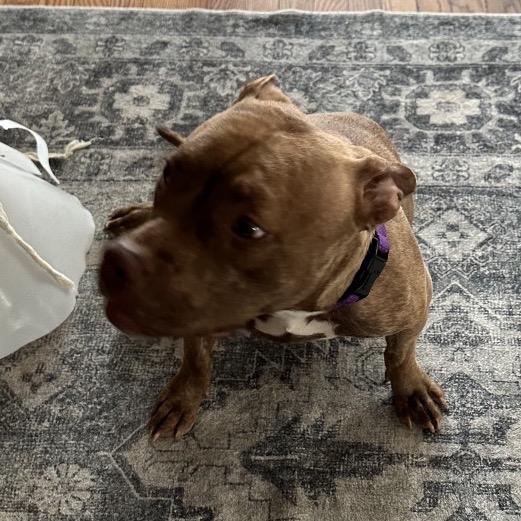 Goldie, a Adoptable mixed breed in Avon, OH image 6/6