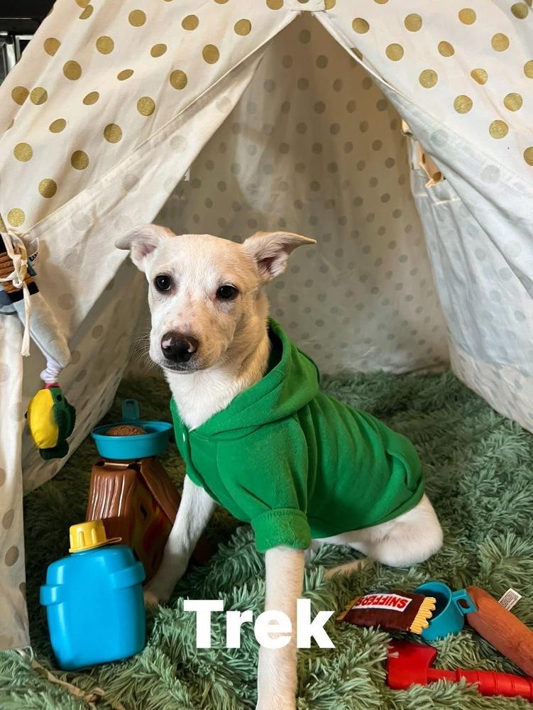 Trek, Adoptable, Puppy Male Mixed Breed.