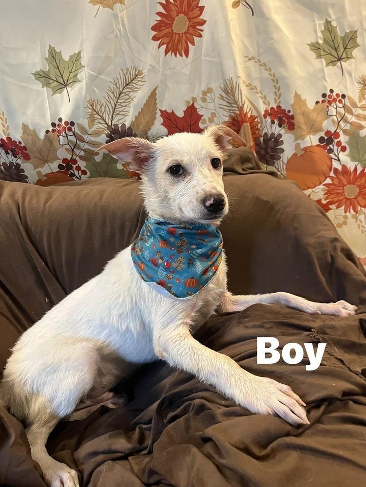 Trek, a Adoptable mixed breed image 2/2