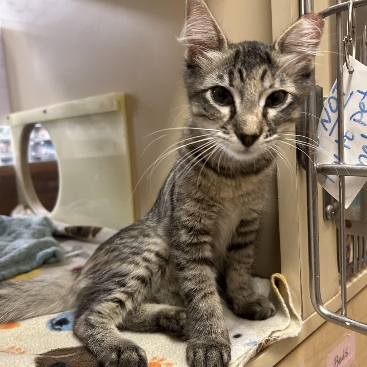 Patootie, a Adoptable American Shorthair in Sunset Valley, TX image 1/5