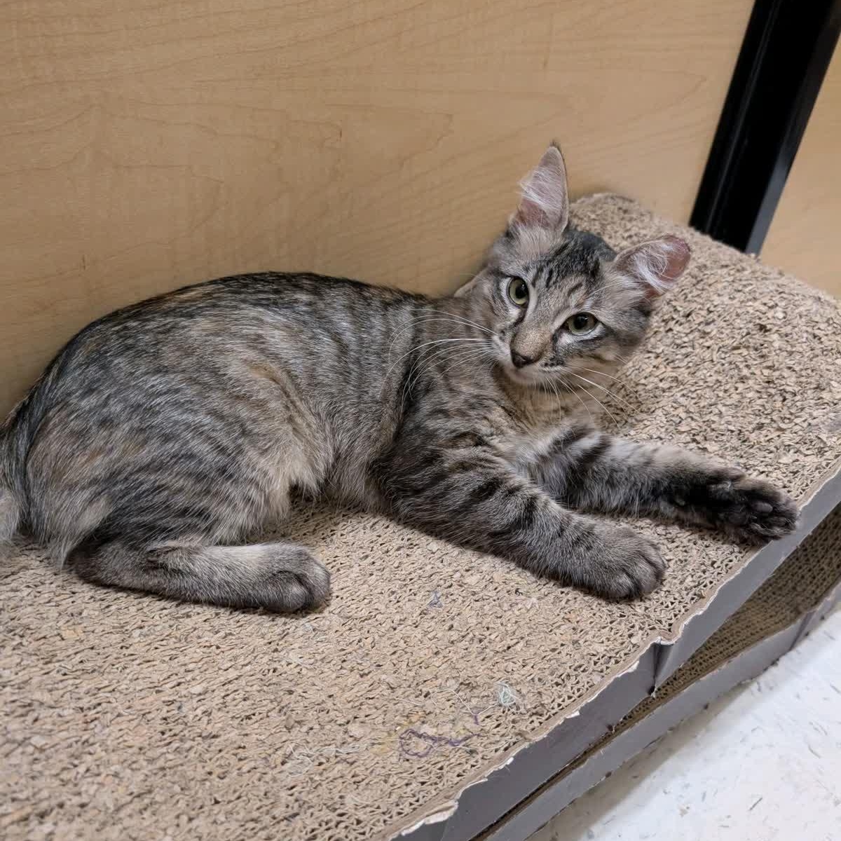 Patootie, Adoptable, Young Female American Shorthair.