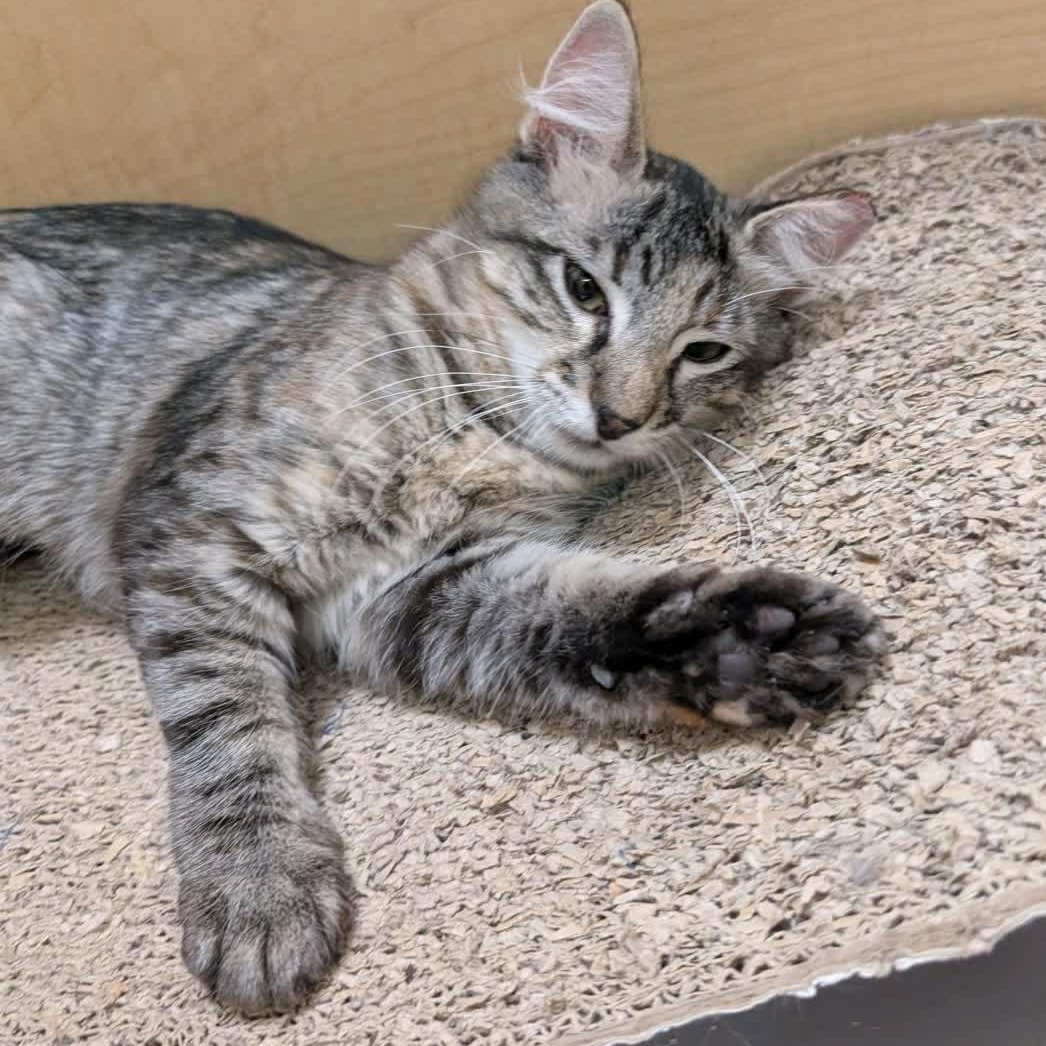 Patootie, a Adoptable American Shorthair in Sunset Valley, TX image 5/5