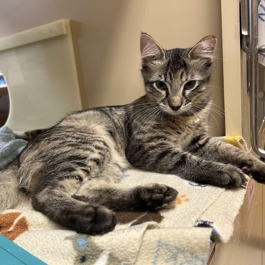 Patootie, a Adoptable American Shorthair in Sunset Valley, TX image 2/5