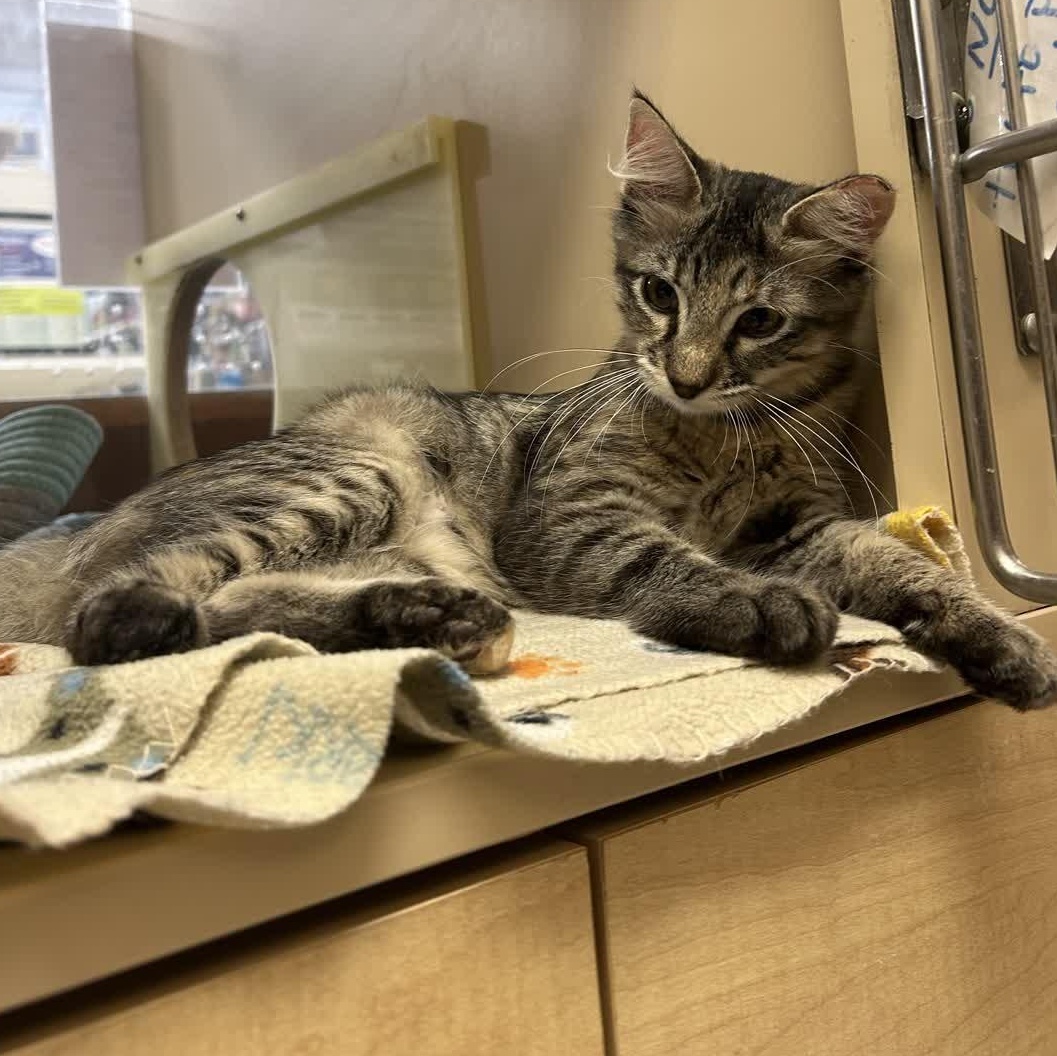 Patootie, a Adoptable American Shorthair in Sunset Valley, TX image 3/5