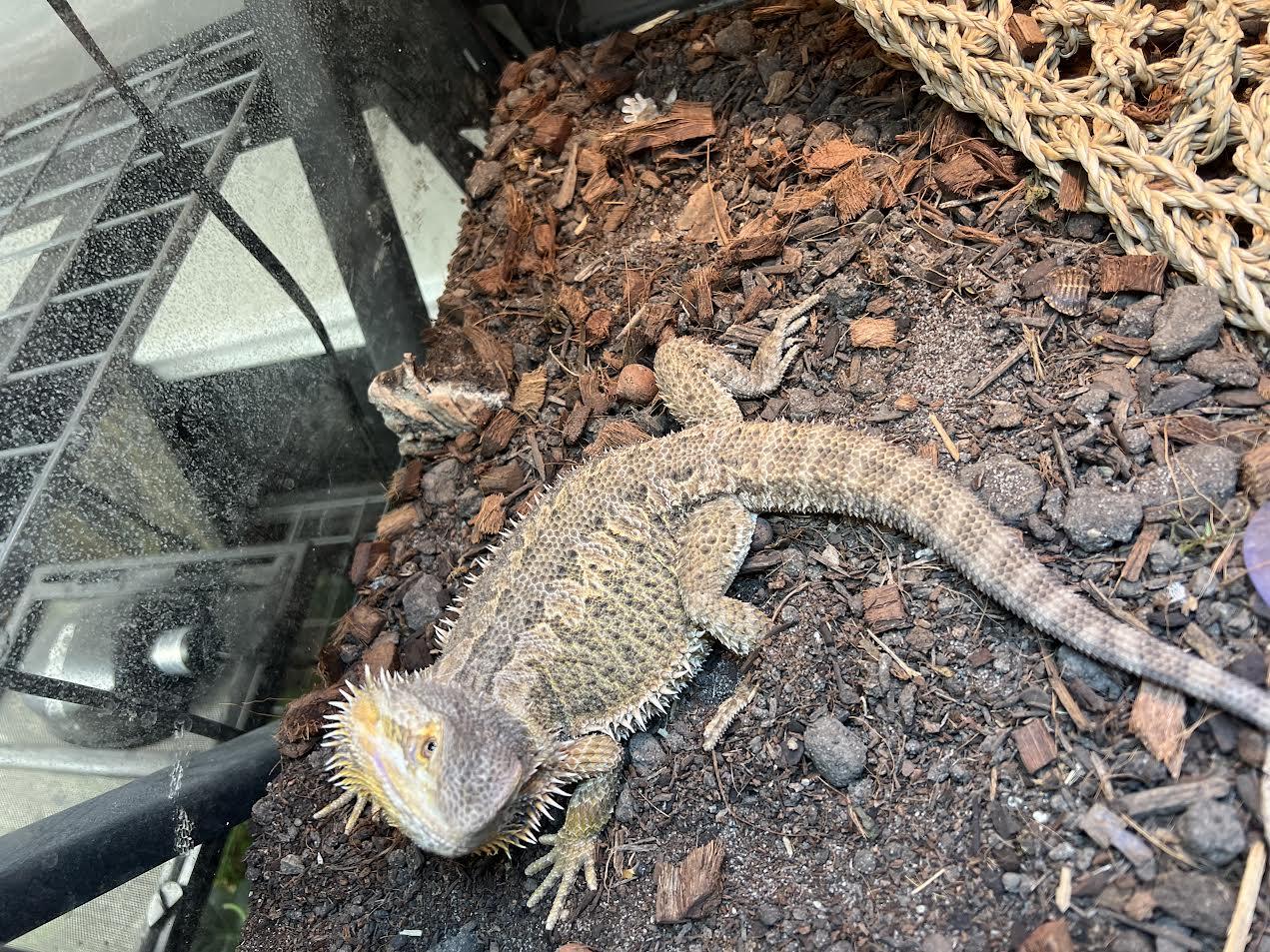 Enlarge Rocket, a Adoptable Bearded Dragon in South Elgin, IL image 1/3