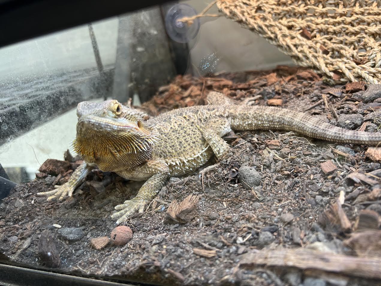 Enlarge Rocket, a Adoptable Bearded Dragon in South Elgin, IL image 2/3