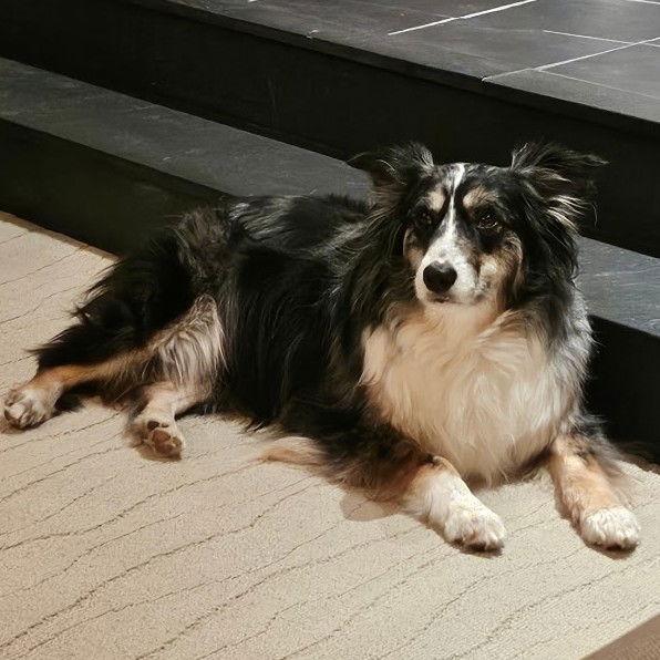 Enlarge Paprika   in PA!, a Adopted Australian Shepherd in NEWTOWN, PA image 1/3