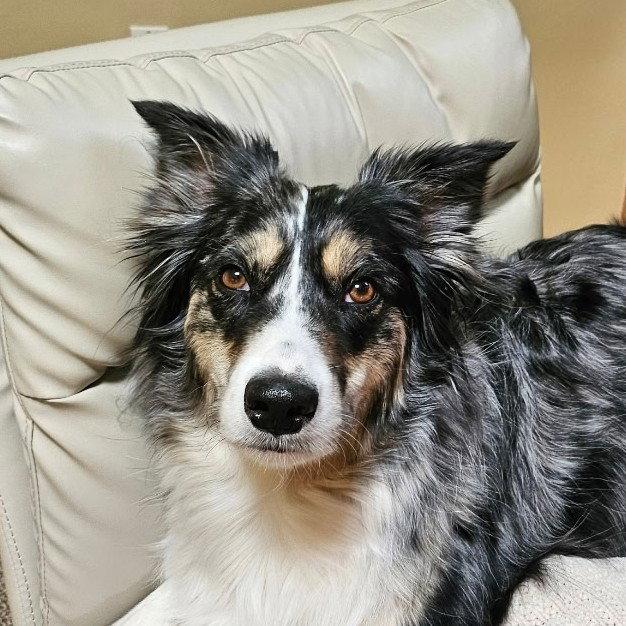 Paprika, Adoptable, Adult Female Australian Shepherd.
